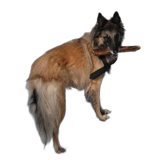 staff, animal, weapon, creature, photorealistic, dog, collar, leash transparent PNG cut-out