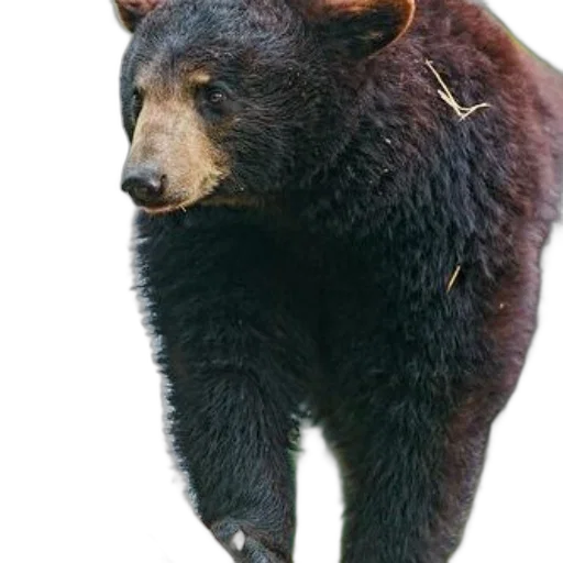 animal, creature, staff, face, photorealistic, concept art, 3d render, black transparent PNG cut-out