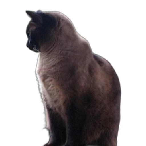 animal, staff, creature, crown, photorealistic, 3d render, concept art, siamese transparent PNG cut-out