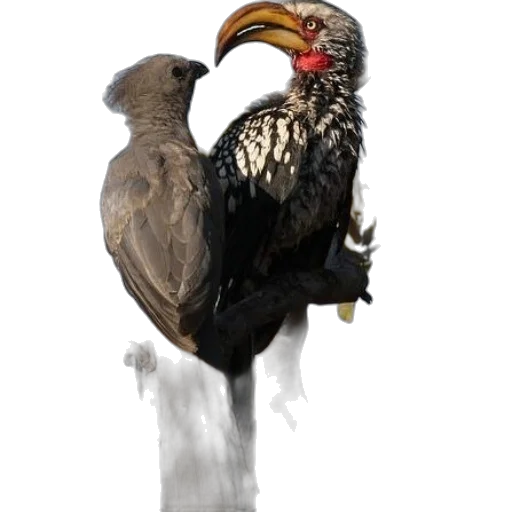 animal, staff, creature, weapon, photorealistic, concept art, 3d render, oil painting transparent PNG cut-out