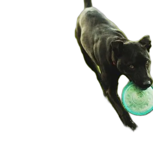 animal, 3d render, photorealistic, black, dog, running, grass, blue transparent PNG cut-out