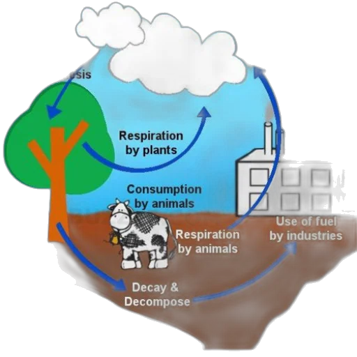 diagram, illustrating, carbon, cycle, showing, processes, like, photosynthesis transparent PNG cut-out