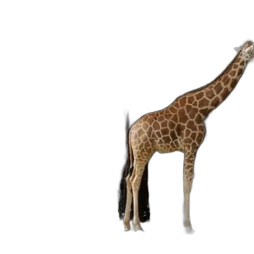 animal, creature, staff, weapon, 3d render, concept art, photorealistic, pixel art transparent PNG cut-out