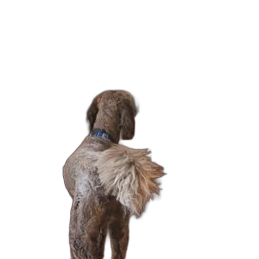 staff, animal, hair, creature, 3d render, photorealistic, dog, stands transparent PNG cut-out