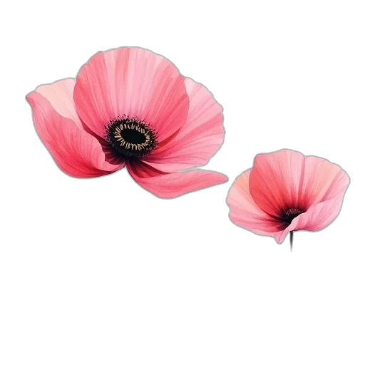 flower, hat, crown, jewelry transparent PNG cut-out