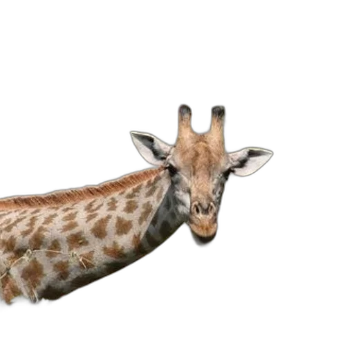 animal, creature, staff, hat transparent PNG cut-out