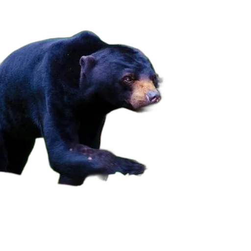 animal, creature, food, weapon, 3d render, concept art, photorealistic, black transparent PNG cut-out