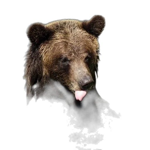 animal, creature, face, food, photorealistic, concept art, pixel art, watercolor transparent PNG cut-out