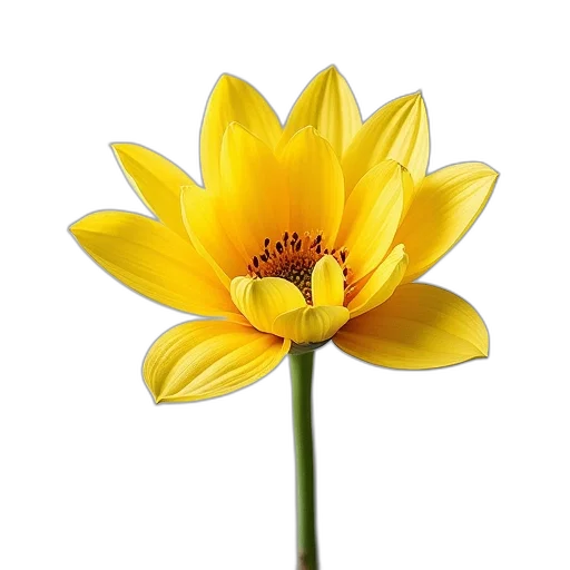 flower, crown, staff, jewelry transparent PNG cut-out