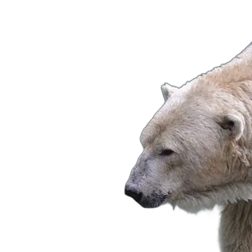 animal, creature, face, hat, 3d render, photorealistic, concept art, polar transparent PNG cut-out