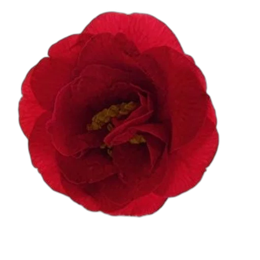 flower, crown, jewelry, hat, photorealistic, 3d render, red, vibrant transparent PNG cut-out
