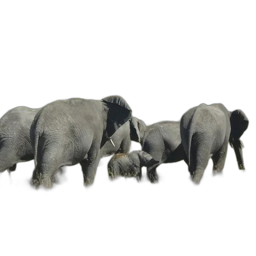 animal, staff, 3d render, photorealistic transparent PNG cut-out