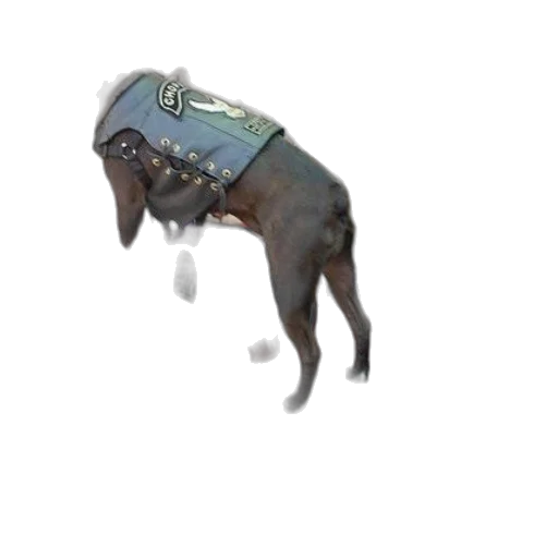 animal, creature, dragon, staff transparent PNG cut-out
