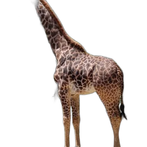 animal, creature, staff, weapon, 3d render, concept art, photorealistic, fantasy art transparent PNG cut-out