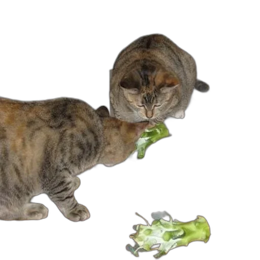 food, animal, staff, creature, photorealistic, 3d render, two, cats transparent PNG cut-out