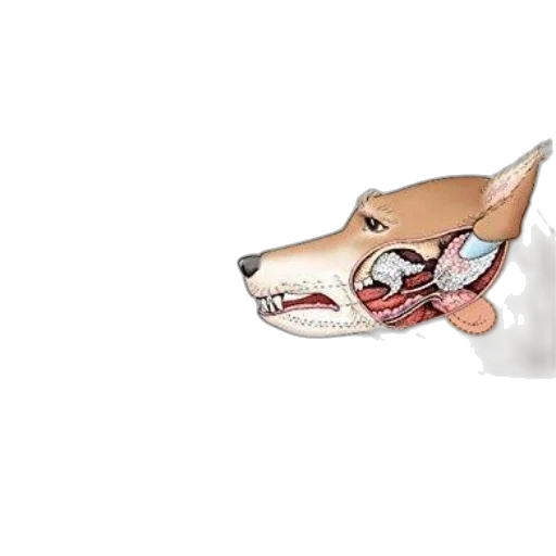 mask, jewelry, animal, creature, 3d render, concept art, cartoon, photorealistic transparent PNG cut-out