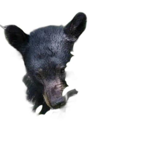 animal, creature, face, mask, photorealistic, 3d render, black, bear transparent PNG cut-out