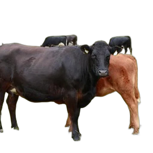 animal, jewelry, food, creature transparent PNG cut-out