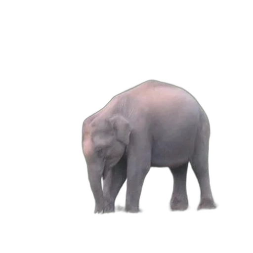 animal, creature, weapon, face, 3d render, concept art, photorealistic, pixel art transparent PNG cut-out