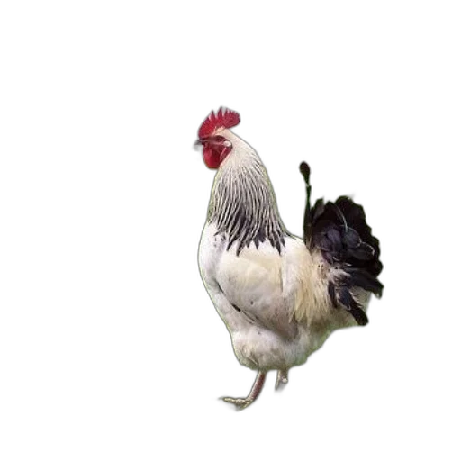 animal, creature, food, robot, 3d render, photorealistic, concept art, pixel art transparent PNG cut-out