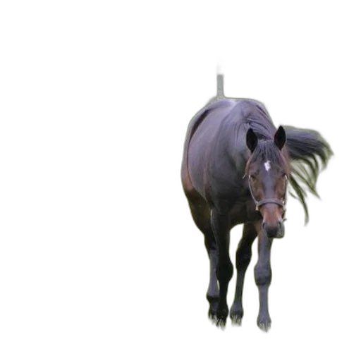 animal, creature, staff, hair, 3d render, photorealistic, concept art, vaporwave transparent PNG cut-out