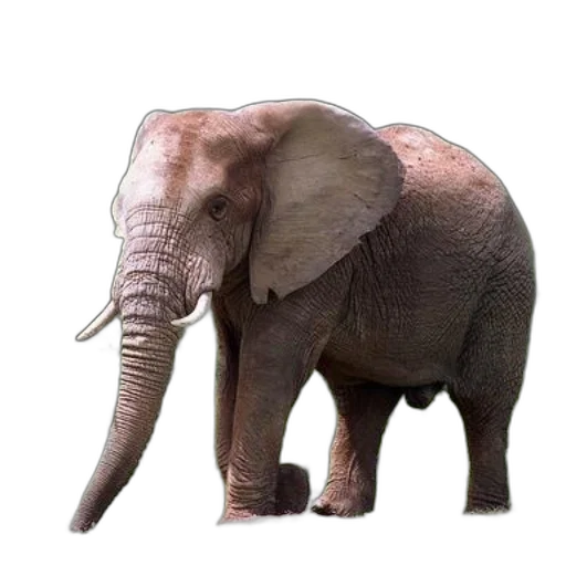animal, creature, weapon, staff, photorealistic, 3d render, concept art, pixel art transparent PNG cut-out