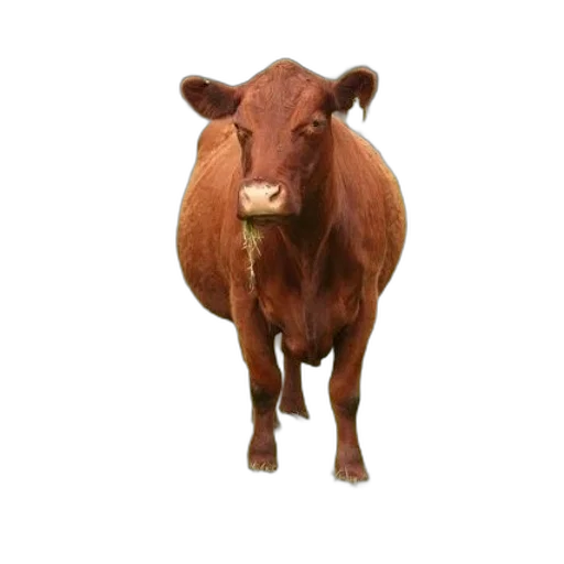 animal, creature, face, food transparent PNG cut-out