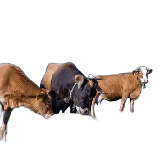 animal, food, weapon, jewelry, photorealistic, concept art, three, cows transparent PNG cut-out