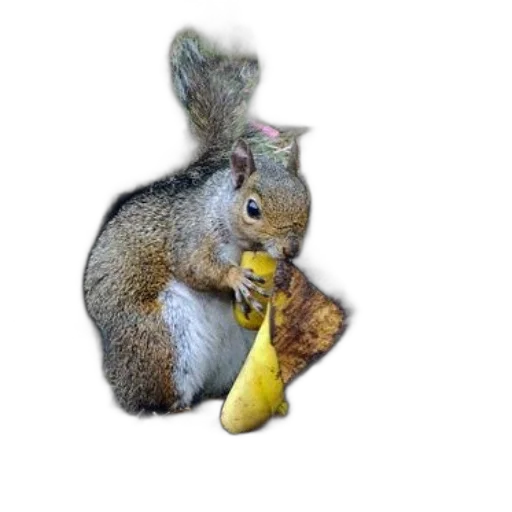 animal, food, staff, hat, photorealistic, 3d render, concept art, squirrel transparent PNG cut-out