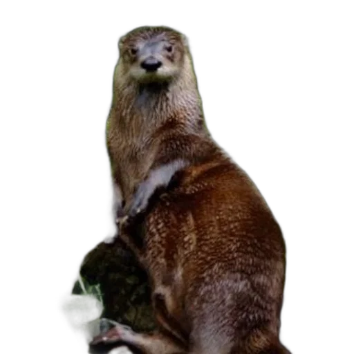 animal, staff, creature, hair, photorealistic, concept art, 3d render, underwater transparent PNG cut-out