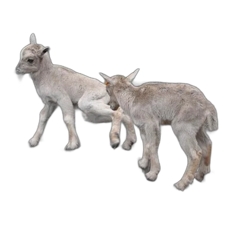 animal, staff, creature, jewelry transparent PNG cut-out