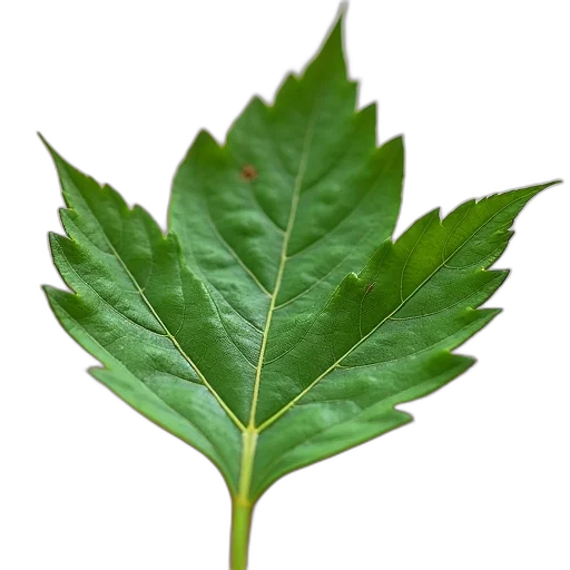 tree, crown, food, animal, photorealistic, 3d render, green, earth tones transparent PNG cut-out