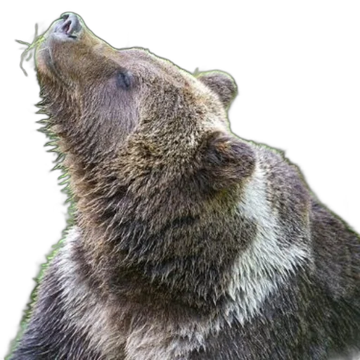 animal, creature, staff, face, photorealistic, 3d render, concept art, close-up transparent PNG cut-out