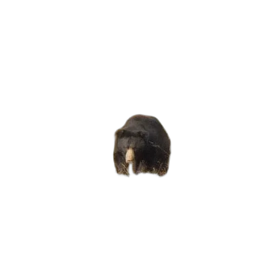 hair, animal, hat, creature, 3d render, photorealistic, pixel art, concept art transparent PNG cut-out