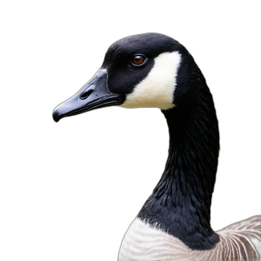 animal, creature, mask, face, photorealistic, 3d render, concept art, oil painting transparent PNG cut-out
