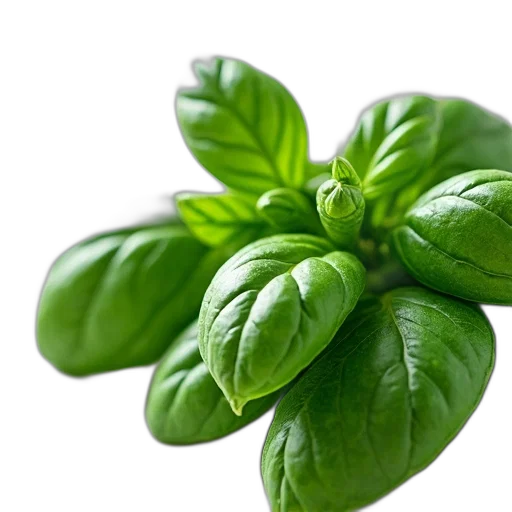 food, flower, weapon, photorealistic, 3d render, green, close-up, image transparent PNG cut-out