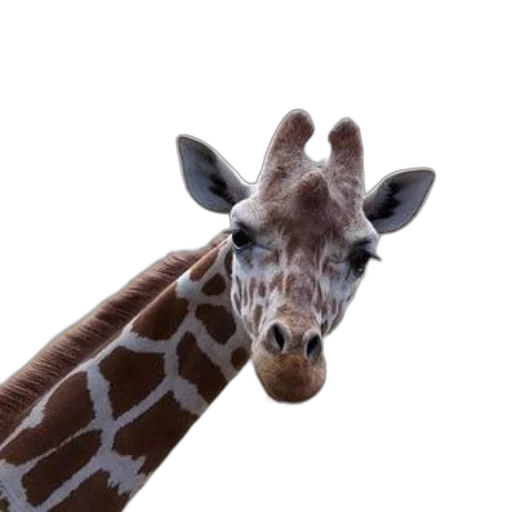 animal, creature, face, staff, photorealistic, 3d render, close-up, giraffe transparent PNG cut-out