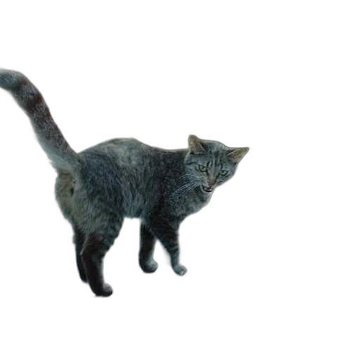 animal, staff, creature, weapon, 3d render, photorealistic, concept art, tabby transparent PNG cut-out