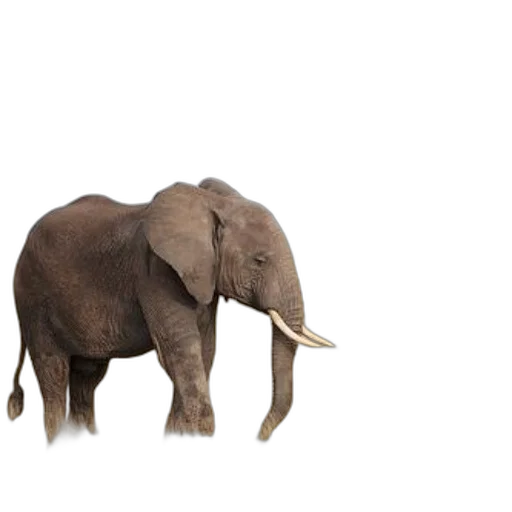 animal, creature, 3d render, concept art, photorealistic, majestic, elephant, stands transparent PNG cut-out