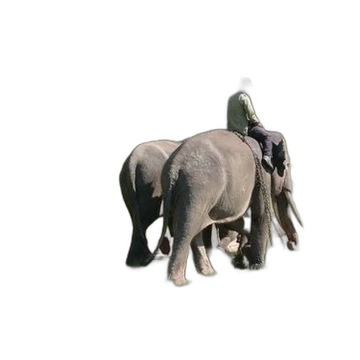 animal, creature, staff, weapon, 3d render, photorealistic, concept art, oil painting transparent PNG cut-out