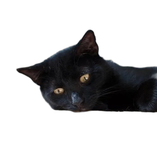 animal, creature, staff, face transparent PNG cut-out
