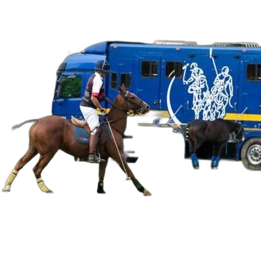 animal, staff, concept art, polo, player, brown, horse, front transparent PNG cut-out