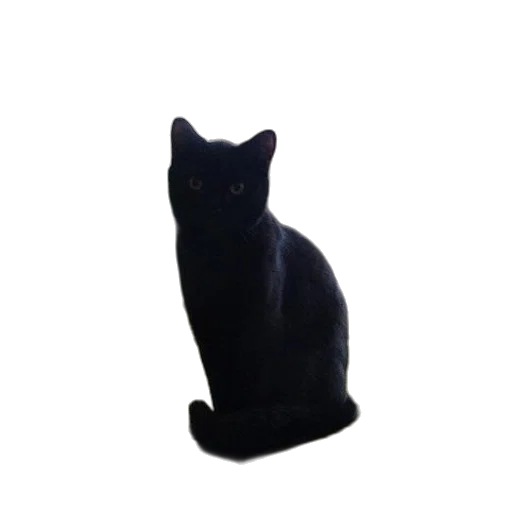 staff, animal, hat, creature transparent PNG cut-out