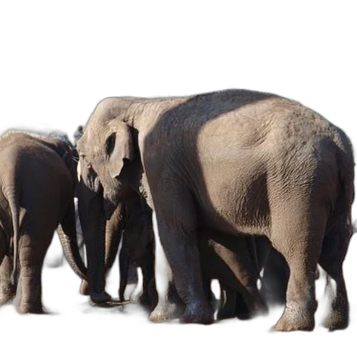 animal, elephants, enclosure, zoo, one, elephant, partially, obscured transparent PNG cut-out