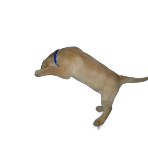 animal, staff, creature, hat, 3d render, photorealistic, concept art, dog transparent PNG cut-out