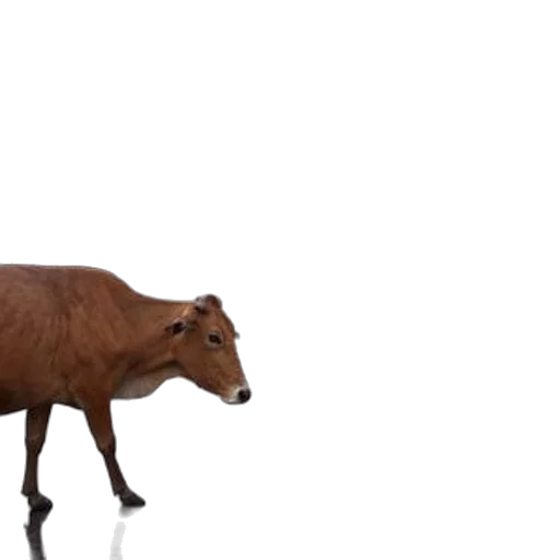 animal, creature, food, furniture, concept art, 3d render, two, cows transparent PNG cut-out