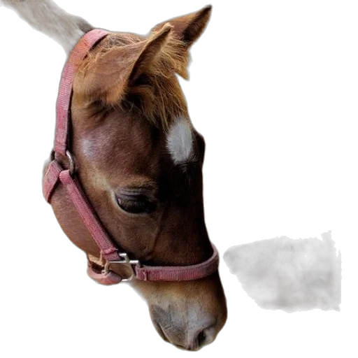 animal, hat, staff, crown, photorealistic, oil painting, watercolor, concept art transparent PNG cut-out