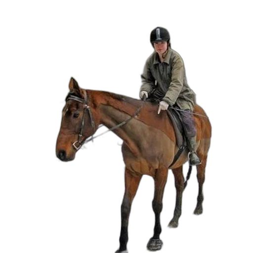 jacket, staff, animal, hat, photorealistic, concept art, person, riding transparent PNG cut-out