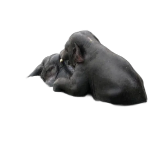 animal, mask, creature, hat, 3d render, photorealistic, concept art, dark transparent PNG cut-out
