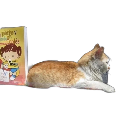 cat, sits, front, book transparent PNG cut-out